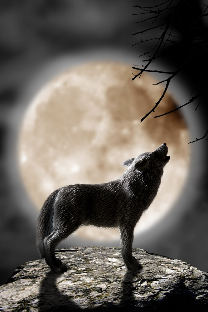其他风光 狼与月亮 关键词:狼与月亮素材,狼与月亮图片,狼,嚎叫,月亮