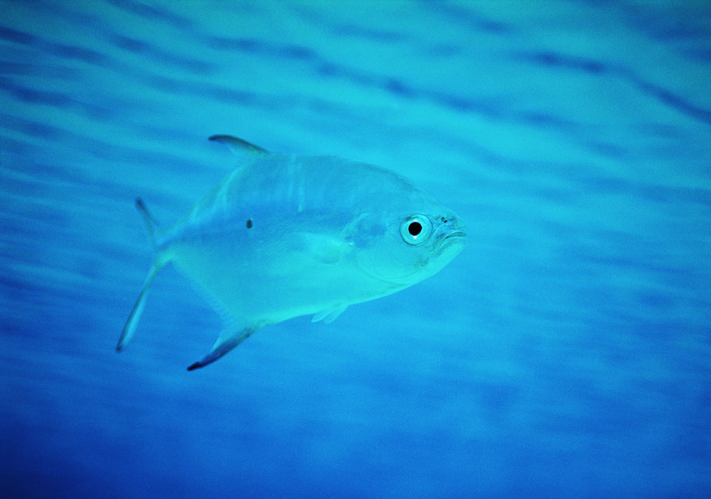 深海鱼类摄影图片图片素材 图片id 大海图片 风景图片 高清图片 素材宝scbao Com