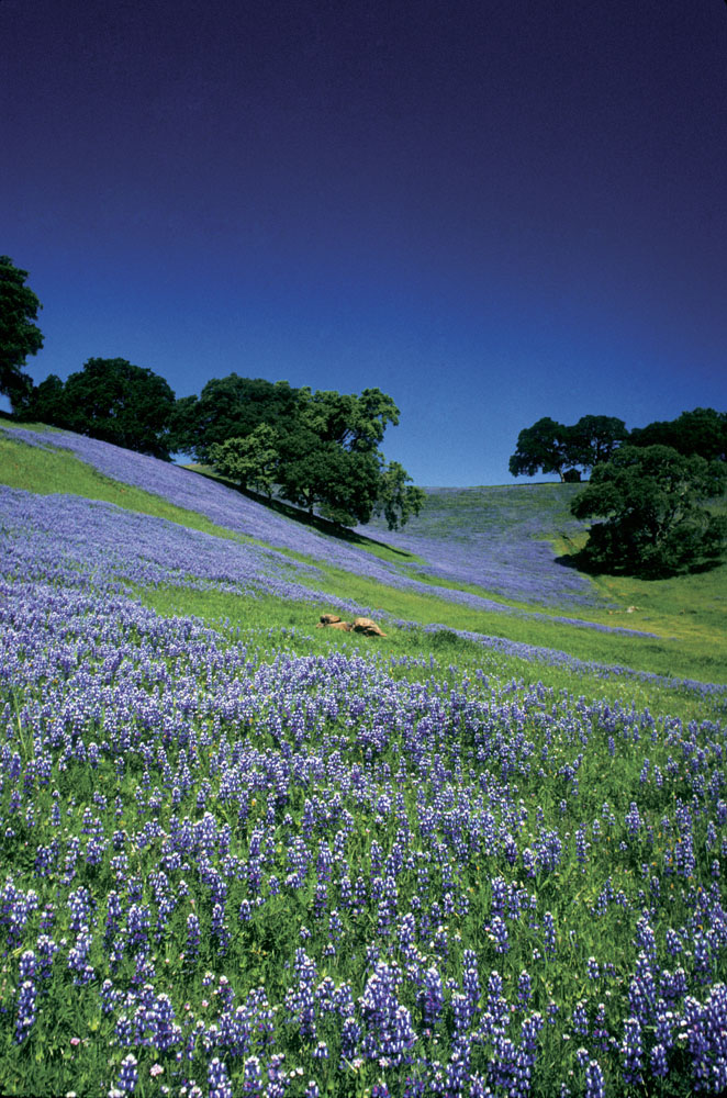 漫山遍野的紫色花风景图片图片素材 图片id 山水风景 风景图片 高清图片 素材宝scbao Com